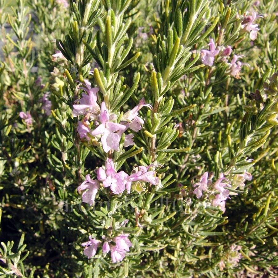 Rosmarinus officinalis 'Majorca Pink' / Rosmarinus officinalis 'Majorca Pink' - Photo 3