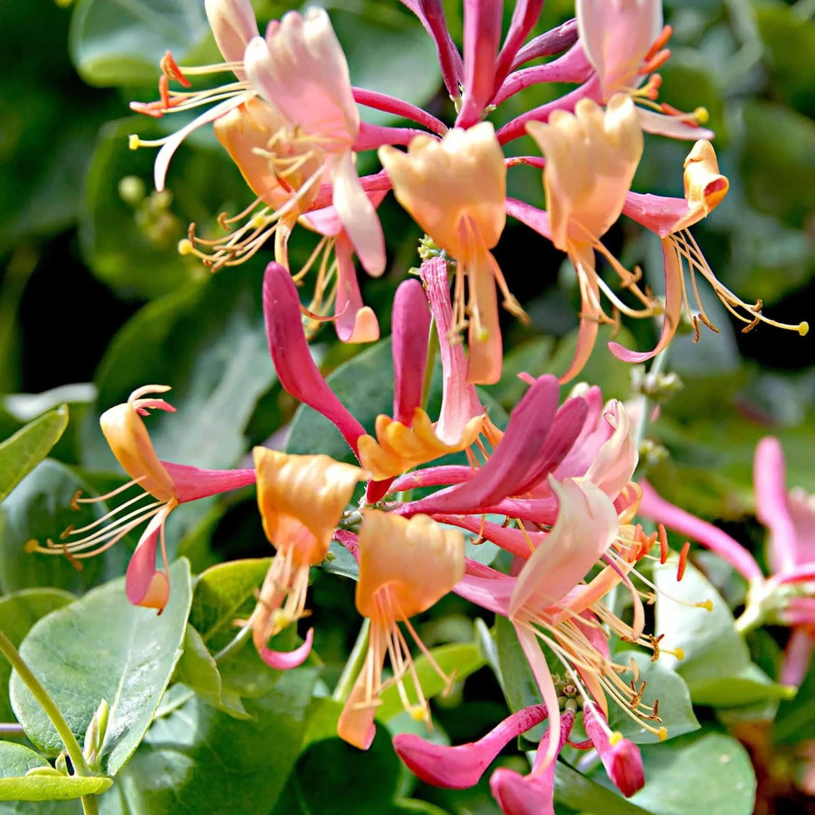 LONICERA henryi / Chèvrefeuille de Henry