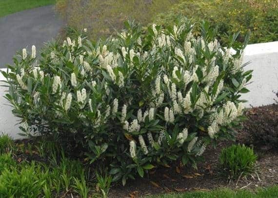 PRUNUS laurocerasus ‘Otto Lyuken’ / Laurier-Cerise 'Otto Luyken' - Photo 3