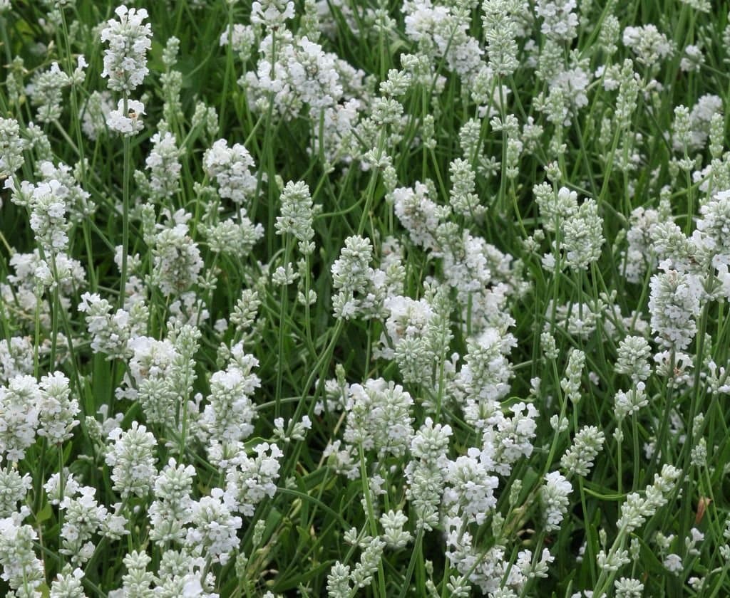 LAVANDULA angustifolia ‘Alba’ / Lavande blanche - Photo 3