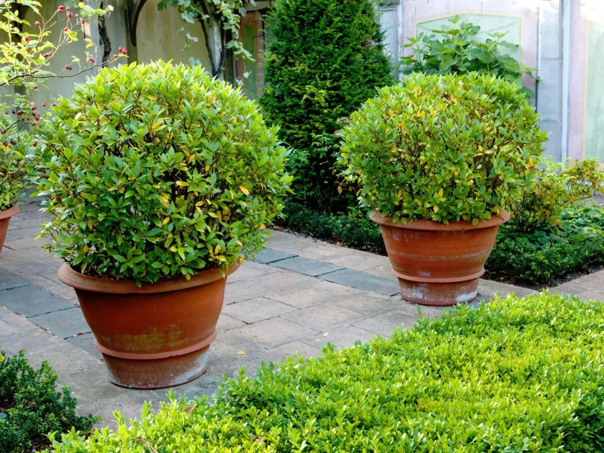 BUXUS sempervirens mycrophylla ‘Faulkner’ / Buis commun 'Faulkner' - Photo 4