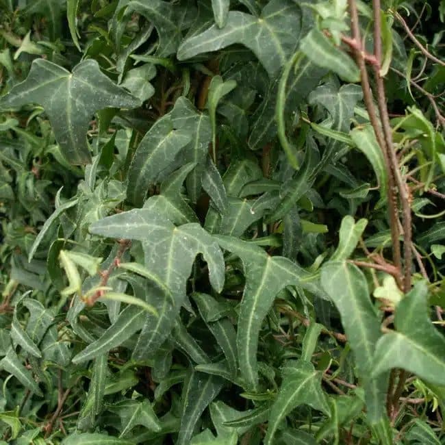 Lierre des bois ‘Königer's Auslese’ - hedera helix - Photo 1