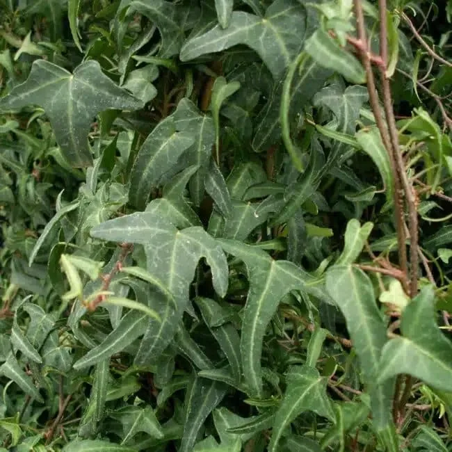 Lierre des bois ‘Königer's Auslese’ - hedera helix