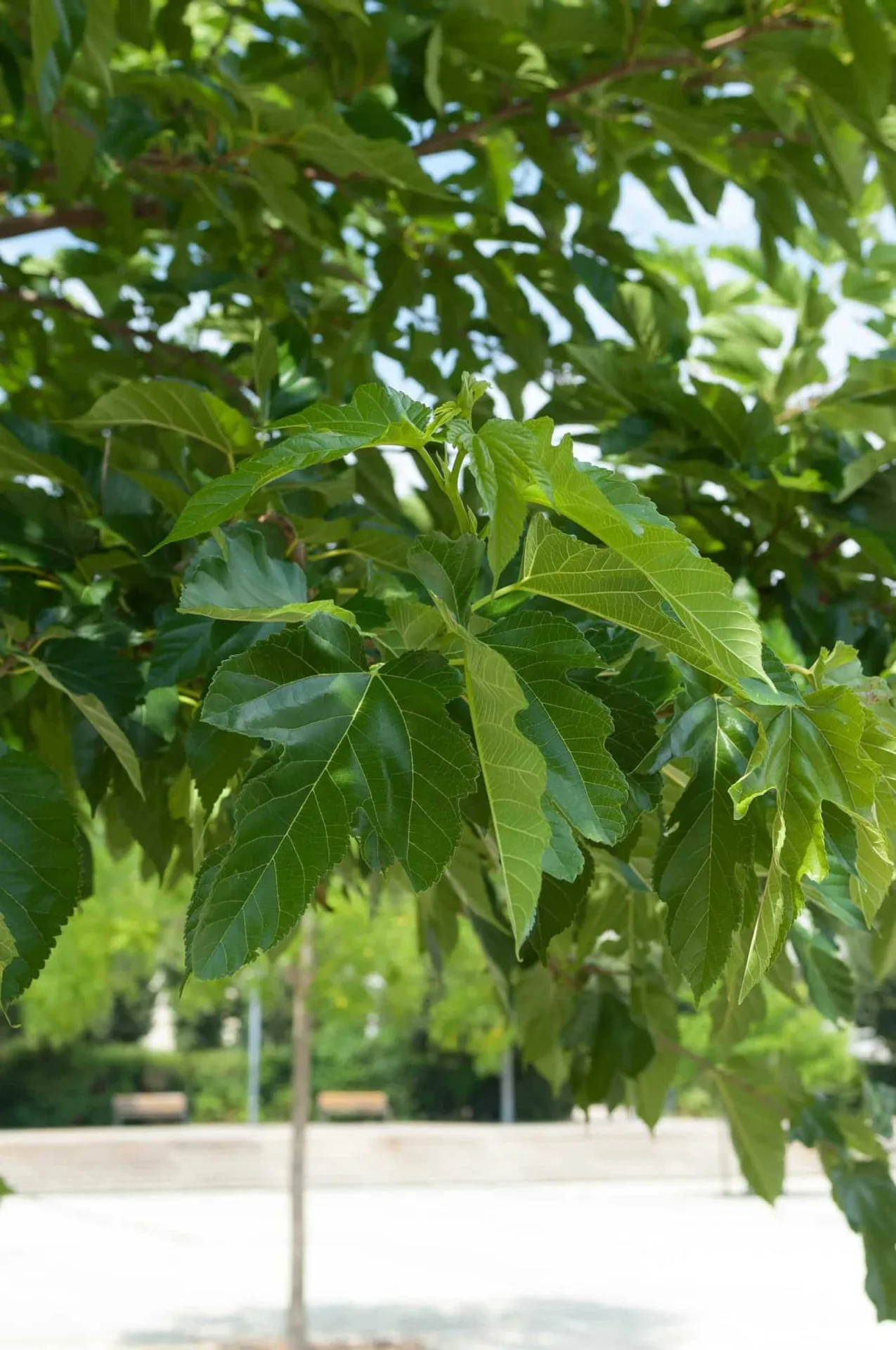 MORUS bombycis ‘Fruitless’ / Mûrier à feuilles de platane