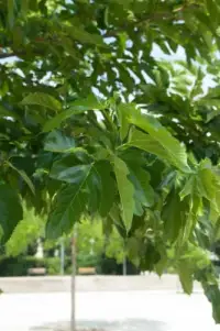 MORUS platanifolia ‘Fruitless’ / Mûrier à feuilles de platane - Photo 1