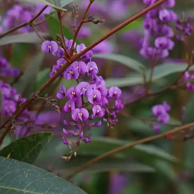 Hardenbergia violacea - glycine australienne