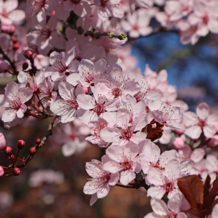 PRUNUS cerasifera 'Nigra' / Cerisier à fleurs  - Photo 1