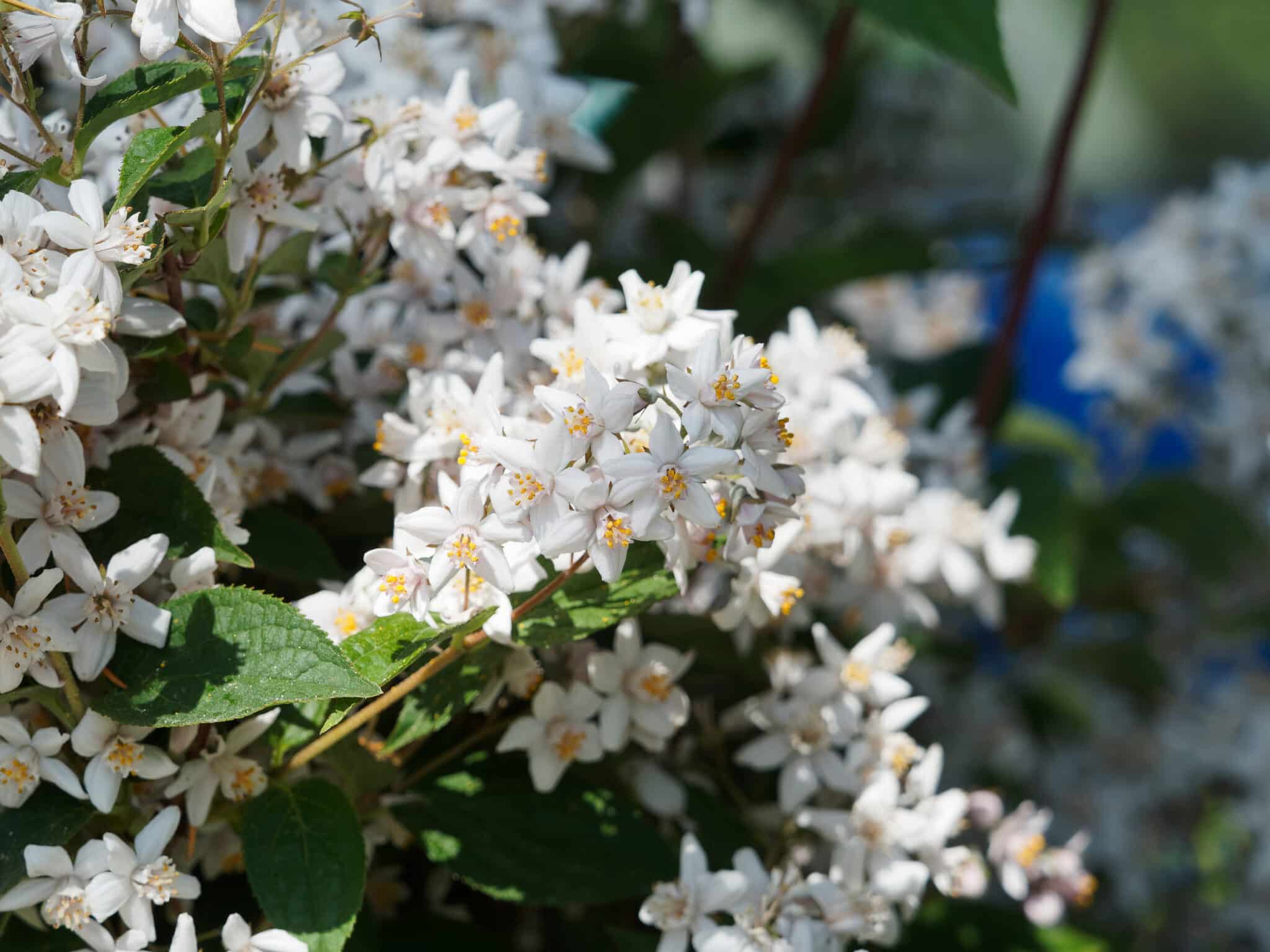 Deutzia X hybrida ‘Mont Rose’  / Deutzia 'Mont Rose' - Photo 2