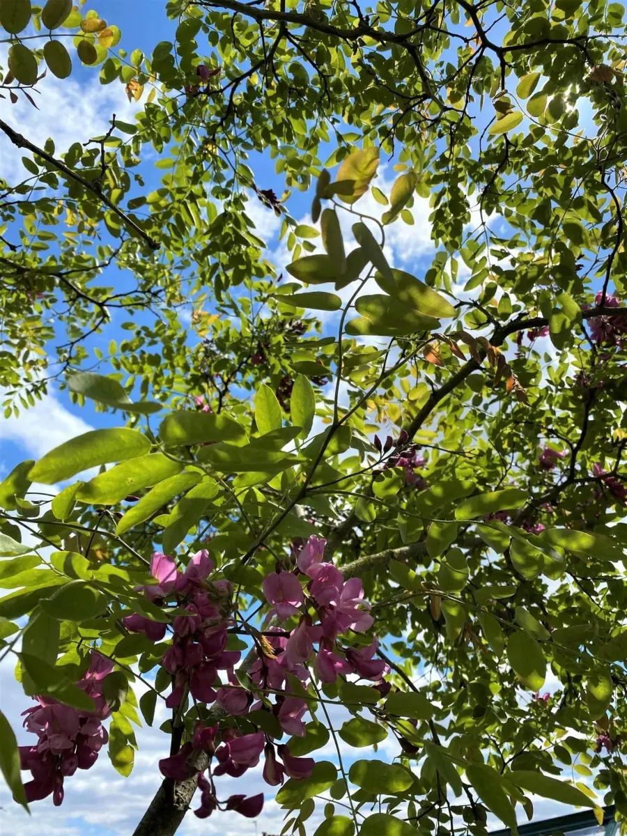 ROBINIA x margaretta casque rouge ® ‘Flemor’ / Acacia Rouge - Photo 2