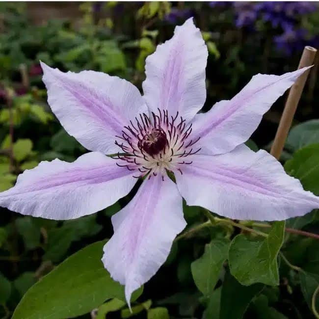 Clématite 'Nelly Moser' - clematis - Photo 2