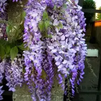 Glycine de Chine bleue - wisteria sinensis - Photo 3