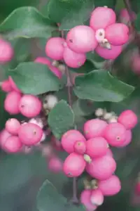 SYMPHORICARPOS x doorenbosii ‘Mother of Pearl’ / Symphorine 'Mother Of Pearl' - Photo 1