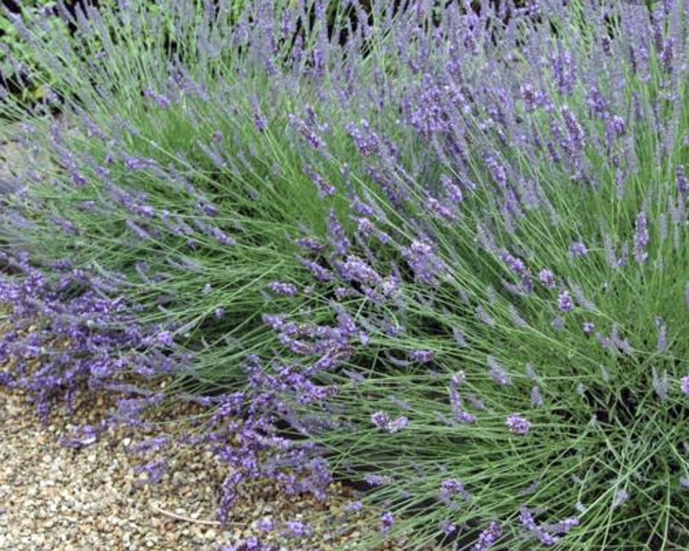 LAVANDULA angustifolia ‘Grosso’ / Lavande - Photo 3