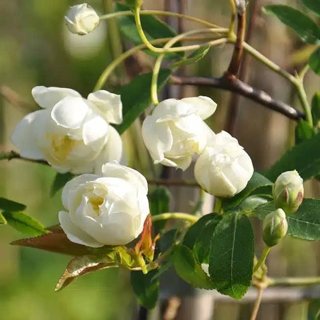 Rosier de Banks 'Alba Plena' - rosa banksiae - Photo 3