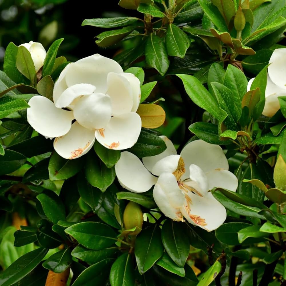 MAGNOLIA GRANDIFLORA 'FRANÇOIS TREYVE' / Magnolia à grandes fleurs - Photo 1