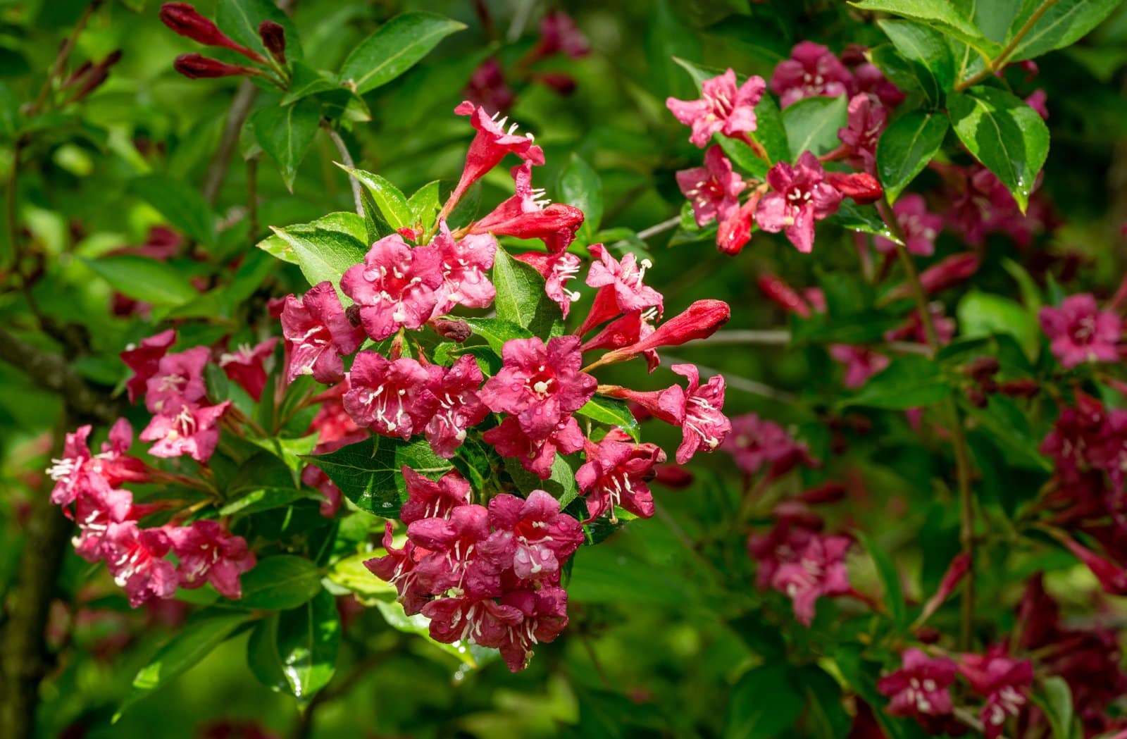 WEIGELA ‘Bristol Ruby’ / Weigela 'Bristol Ruby' - Photo 2