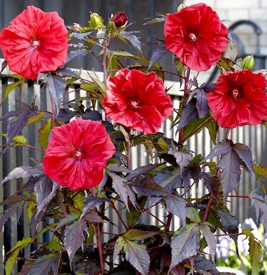 HIBISCUS MOSCH. 'CAROUSEL'®  RED WINE / Hibiscus des marais - Photo 1
