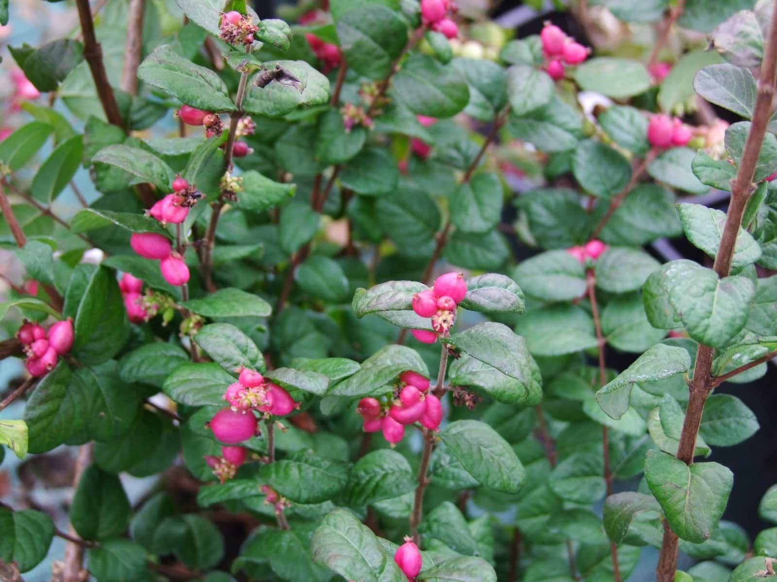 SYMPHORICARPOS x doorenbosii ‘Magic Berry’ / Symphorine 'Magic Berry' - Photo 2