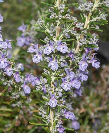 ROSMARINUS officinalis ‘Pointe du raz’ / Romarin 'Pointe du Raz' - Photo 3