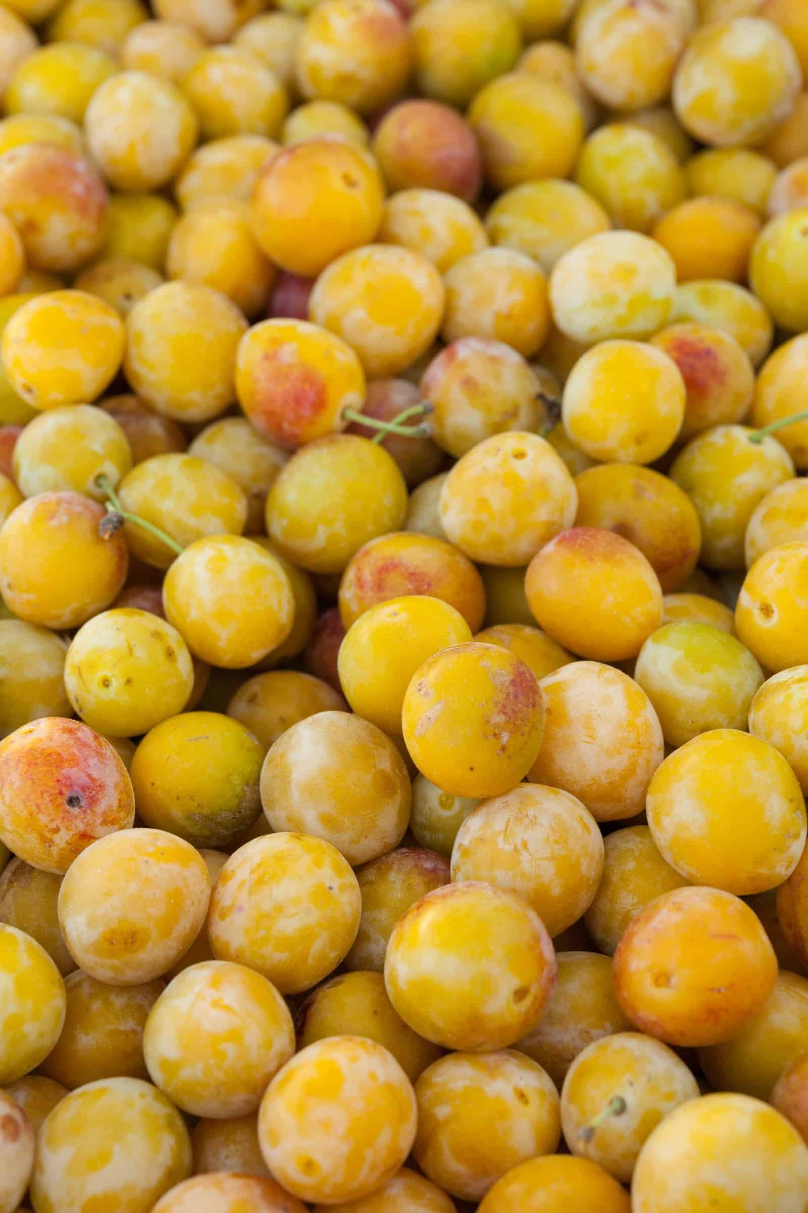 Prunus domestica 'Reine claude dorée' / Prunier Reine Claude dorée - Photo 2