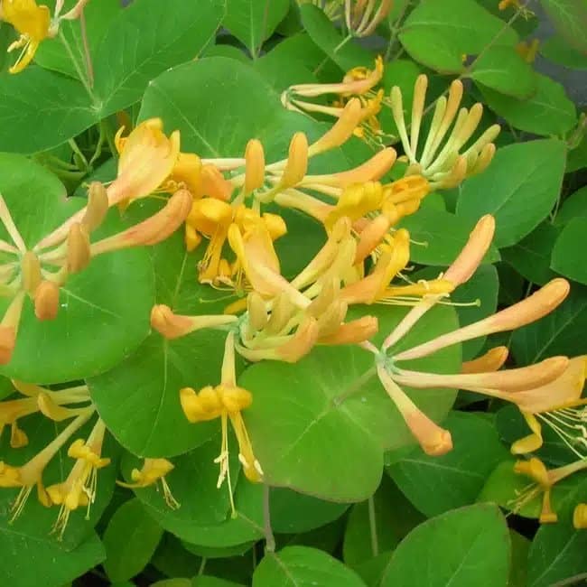 LONICERA tellmaniana - Chèvrefeuille de Tellmann - Photo 1