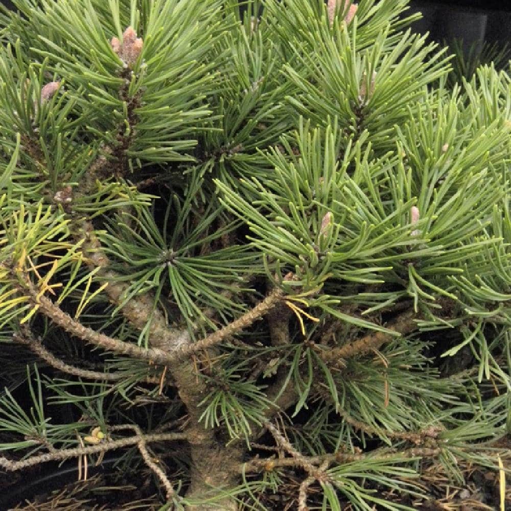 PINUS mugo 'Mops' / Pin de montagne 'Mops' - Photo 1