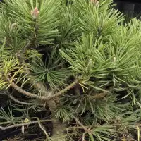 PINUS mugo 'Mops' / Pin de montagne 'Mops' - Photo 1