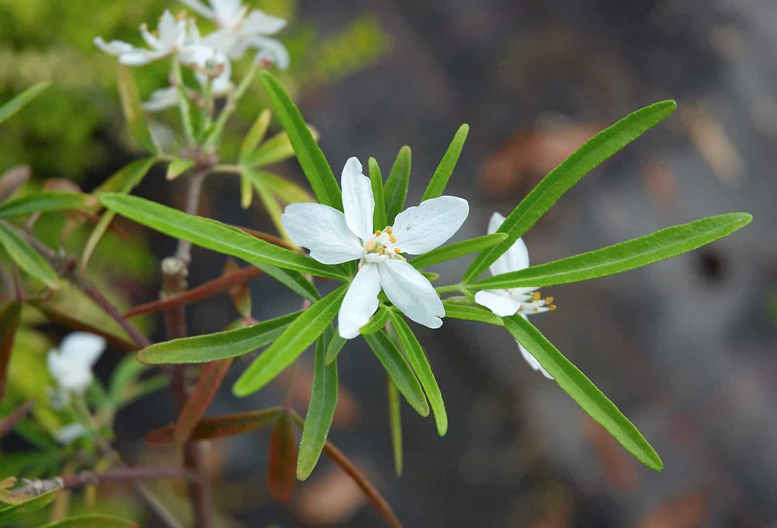 CHOISYA ternata  ‘Aztec Pearl’ / Oranger du Mexique 'Aztec Pearl' - Photo 1