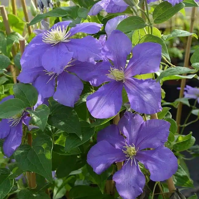 CLEMATIS 'Général Sikorski' - Clématite 'Général Sikorski' - Photo 1