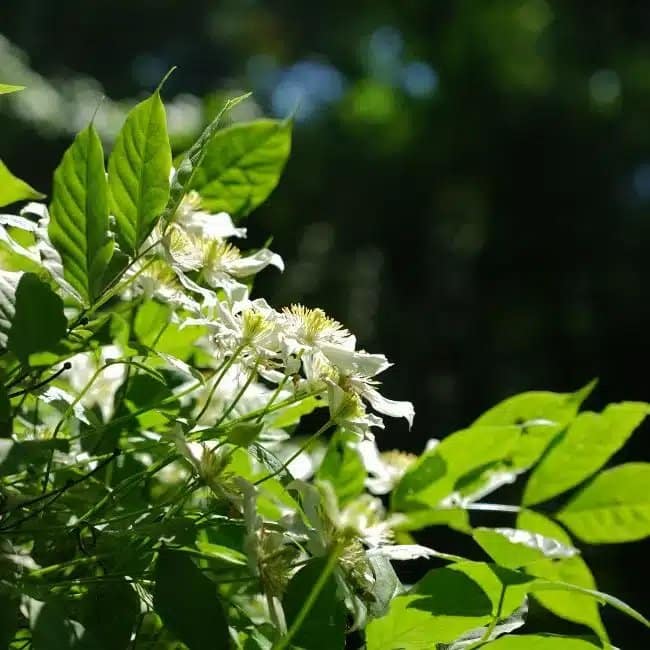 Clématite 'Wilsonii' - clematis montana - Photo 3