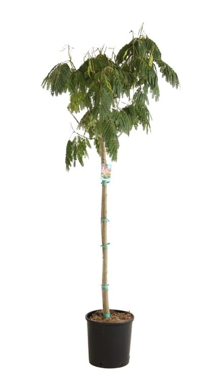 ALBIZIA julibrissin ‘Ombrella’ / Arbre de soie 'Ombrella' - Photo 5