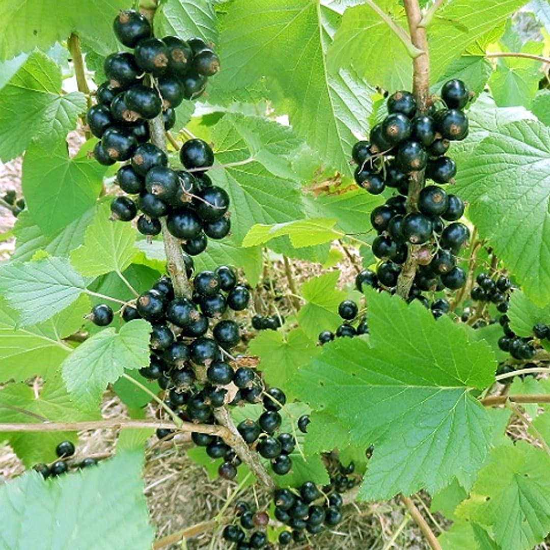 CASSISSIER Noir de Bourgogne  / RIBES nigrum 'Noir de Bourgogne' - Photo 3