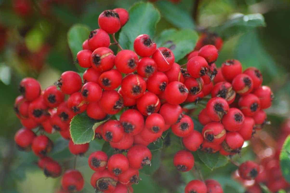 PYRACANTHA   ‘red column’’ / Buisson ardent 'Red Column' - Photo 1