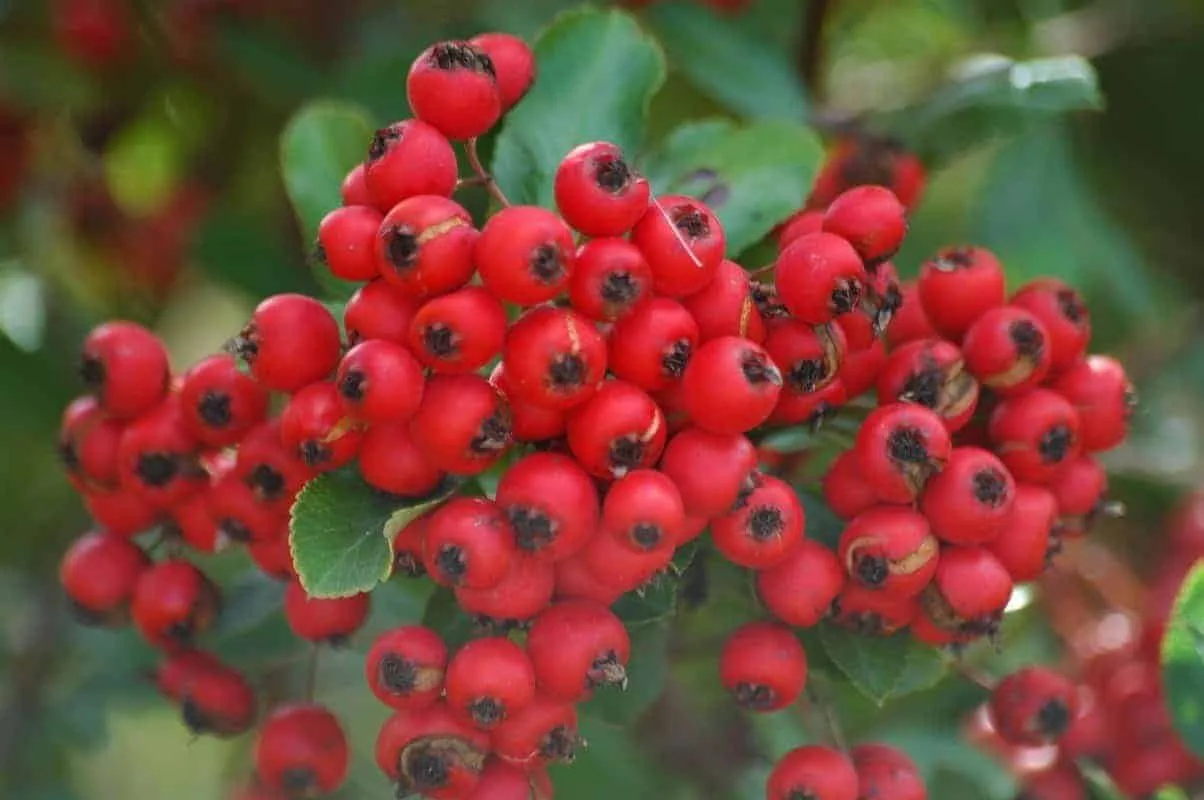 PYRACANTHA   ‘red column’’ / Buisson ardent 'Red Column'