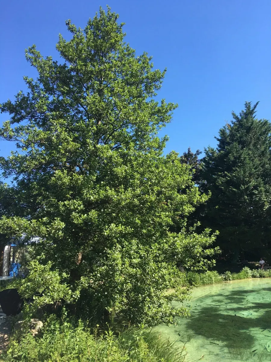 ALNUS glutinosa ‘Impérialis’ / Aulne glutineux 'Imperialis' - Photo 2