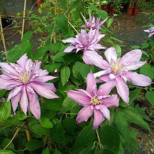 Clématite 'Mrs Spencer Castle' - clematis - Photo 4