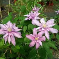 Clématite 'Mrs Spencer Castle' - clematis - Photo 4