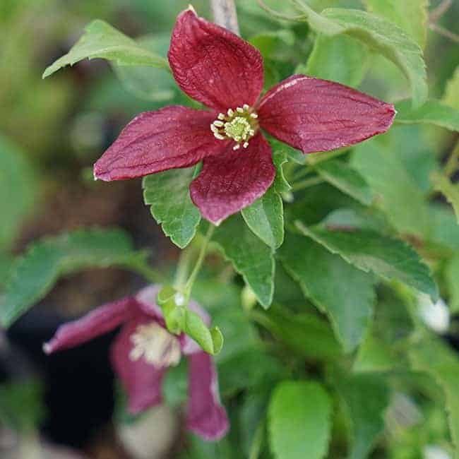 Clématite de Noël 'Lansdowne Gem' - clematis cirrhosa - Photo 1