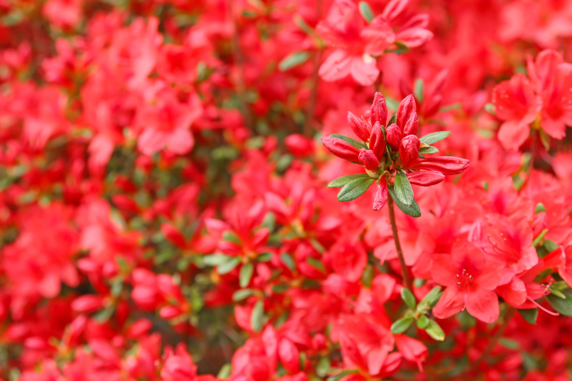 AZALEA japonica 'Red' / Azalee japonaise rouge - Photo 1