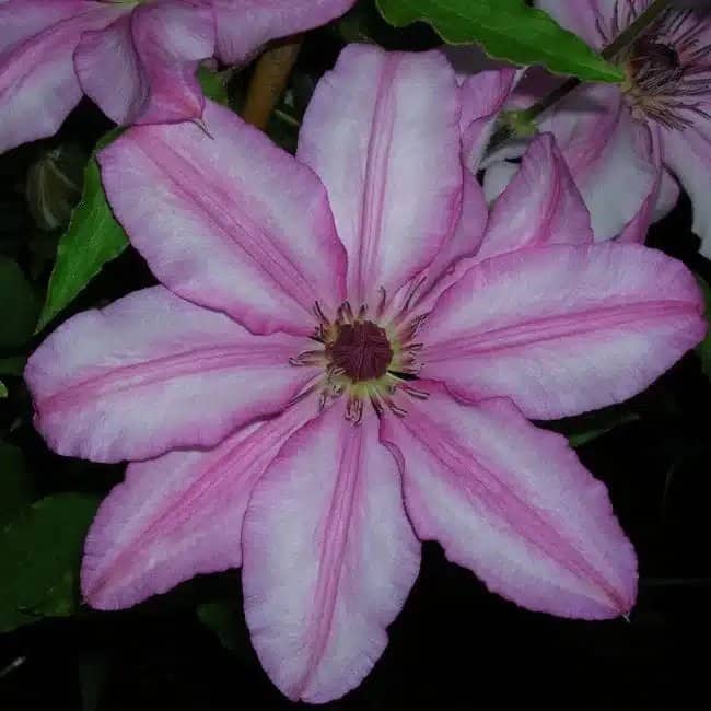 Clématite 'John Warren' - clematis - Photo 2