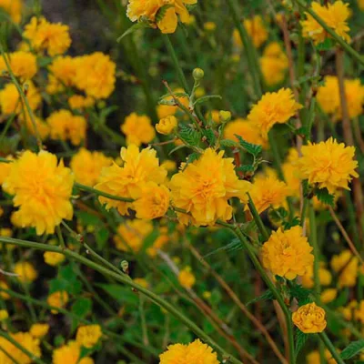 KERRIA JAPONICA 'PLENIFLORA' / Corête du Japon à fleurs doubles - Photo 2