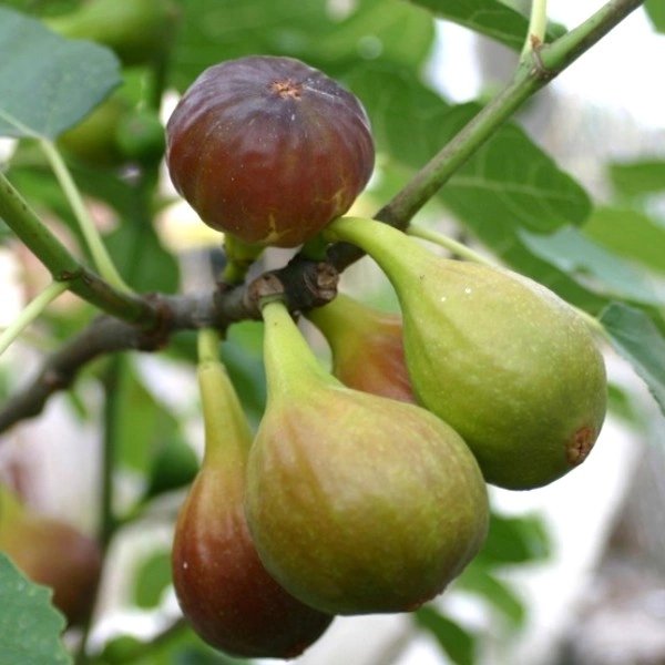 FICUS Carica 'Goutte d'or' / Figuier 'Goutte d'or' - Photo 1