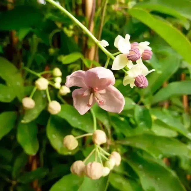 AKÉBIE 'Silver Bells' - akebia quinata