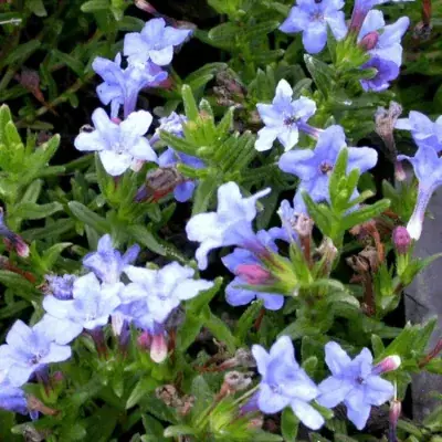 LITHODORA diffusa 'HEAVENLY BLUE' / Grémil 'Heavenly Blue' - Photo 1