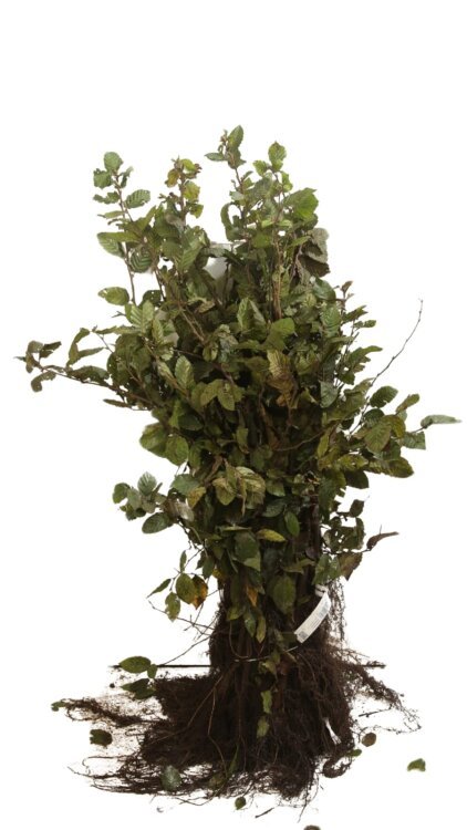 60-90 cm Repiquée RN