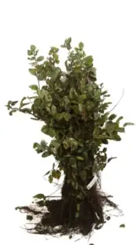 60-90 cm Repiquée RN