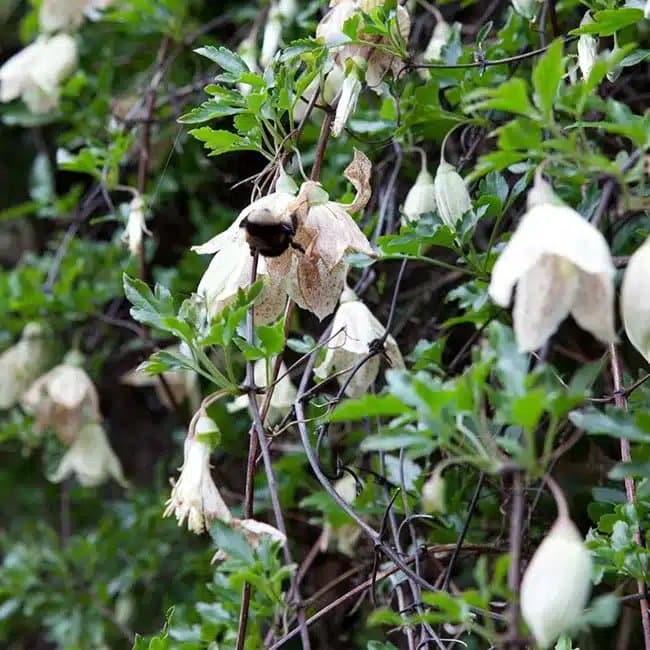 Clématite de Noël 'Winter Parasol'- clematis cirrhosa - Photo 3