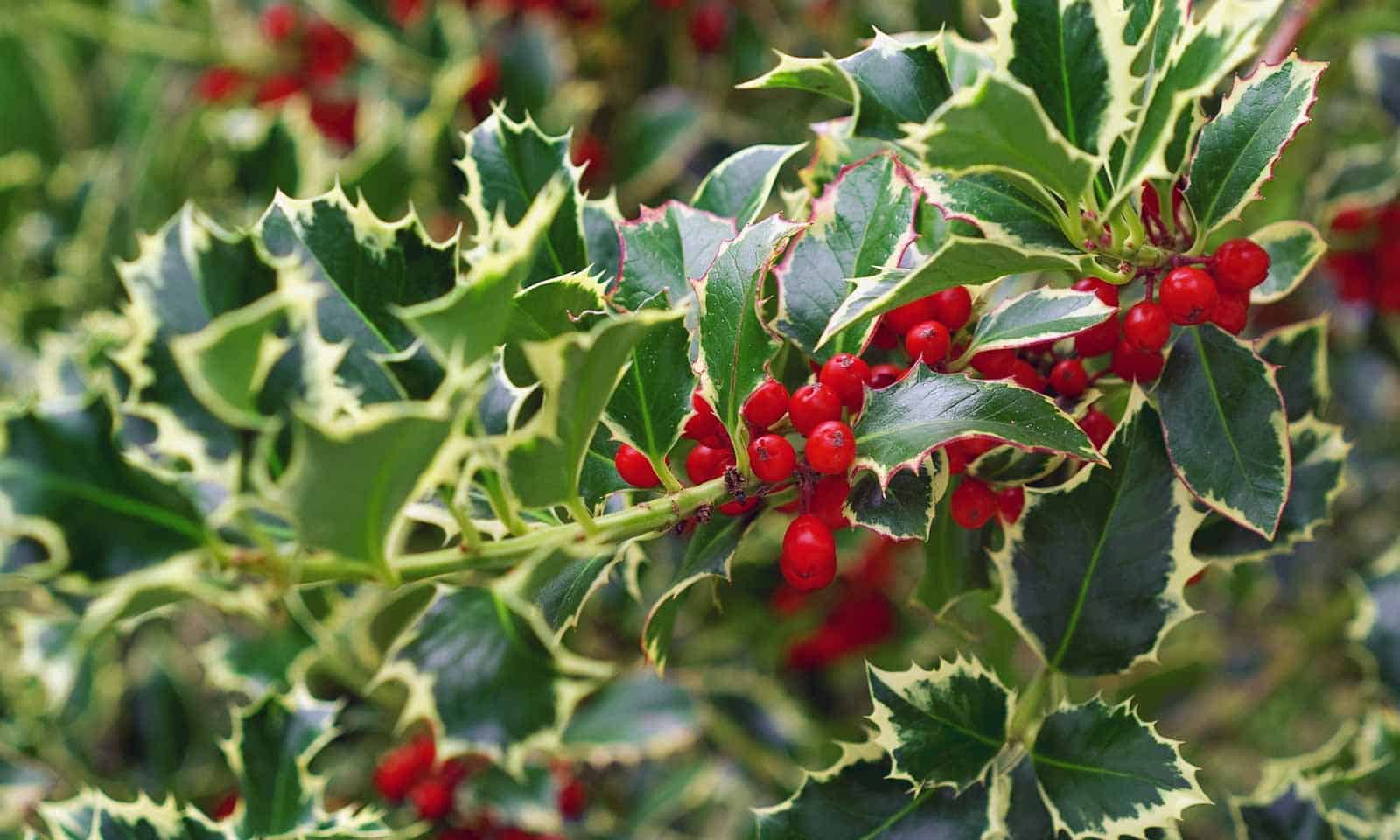 ILEX aquifolium ‘Argenteomarginata' / Houx commun panaché - Photo 1