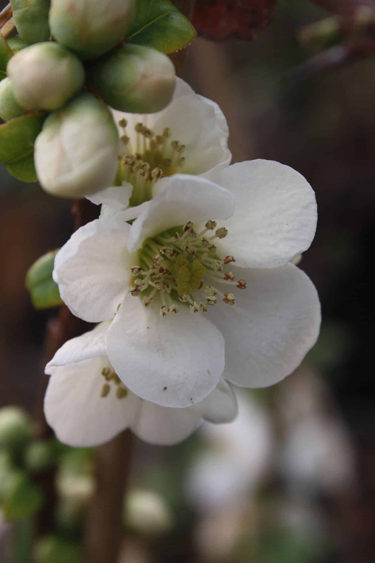 CHAENOMELES speciosa ‘Nivalis’ / Cognassier du Japon 'Nivalis' - Photo 2