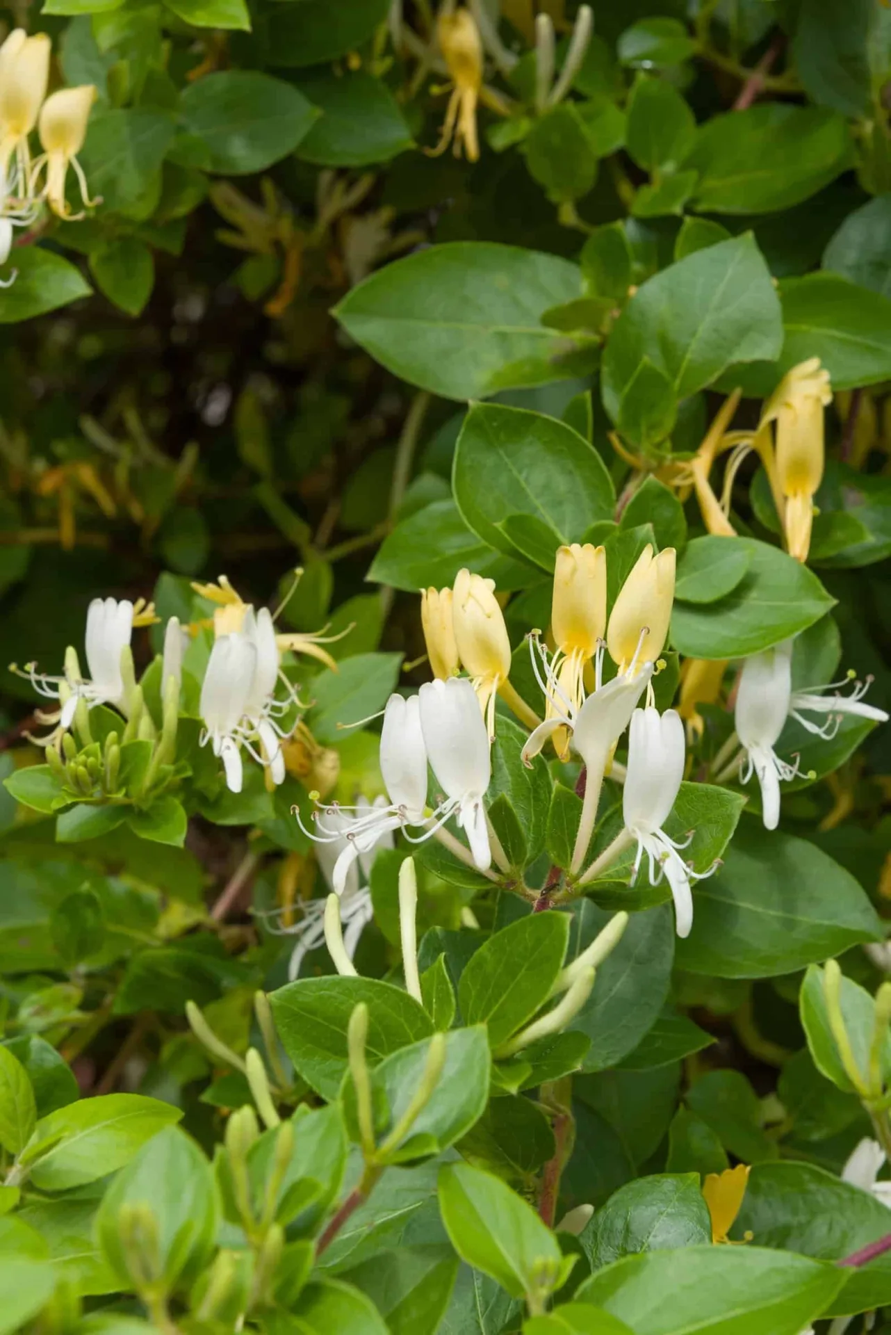 LONICERA japonica ‘Halliana’ / Chèvrefeuille du Japon 'Halliana'